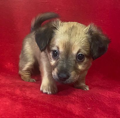 Phoenix, AZ - Tibetan Spaniel/Chihuahua. Meet Ethel a Pet for Adoption ...