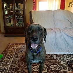 Photo of Beau