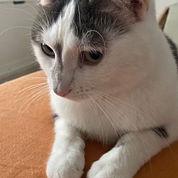 Photo of Star