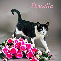 Thumbnail photo of Drusilla #3