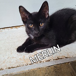 Photo of MERLIN