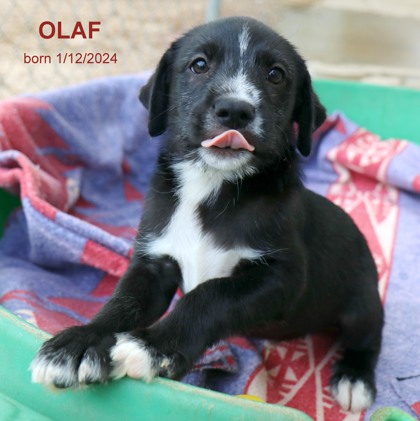 Photo of Olaf-8801