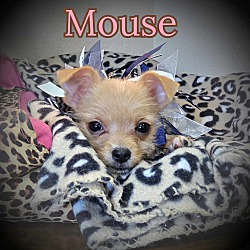 Thumbnail photo of Mouse #2