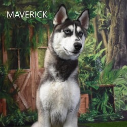 Thumbnail photo of Maverick #1