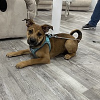 adopt a pet