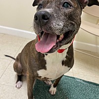 adopt a pet