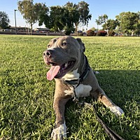 adopt a pet