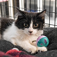 adopt a pet