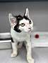 BARTLEBY - Domestic Shorthair available for adoption