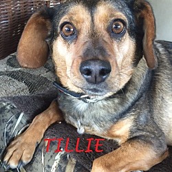 Thumbnail photo of TILLIE- Courtesy Posting #1