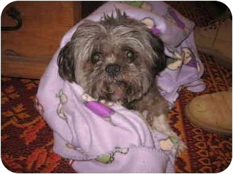 shih tzu rescue new mexico