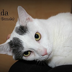 Thumbnail photo of Gilda #2