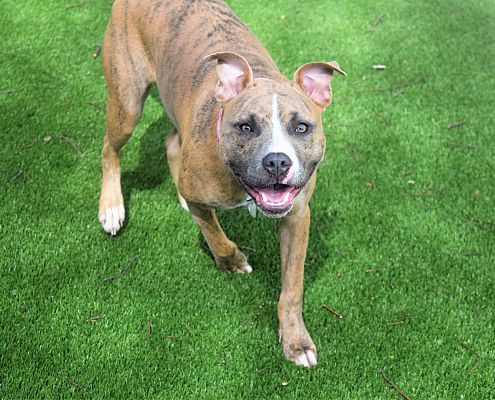 Minneapolis, MN - Whippet/Boxer. Meet ELSA a Pet for Adoption ...