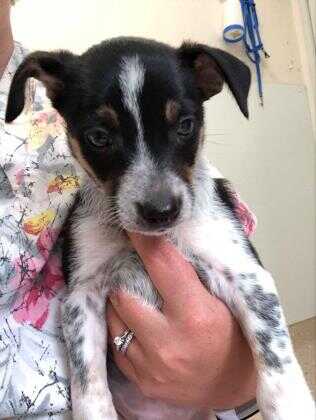 Adopt Jimin a Black Rat Terrier / Mixed dog in Waupaca, WI (29616790 ...