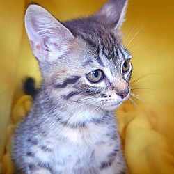 Photo of Tourmalina's kitten Alexandrite