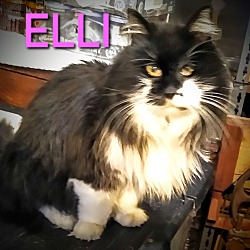 Photo of ELLI