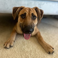 adopt a pet