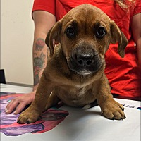 adopt a pet