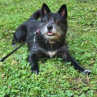 adopt-pet