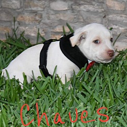 Thumbnail photo of Chaves #2