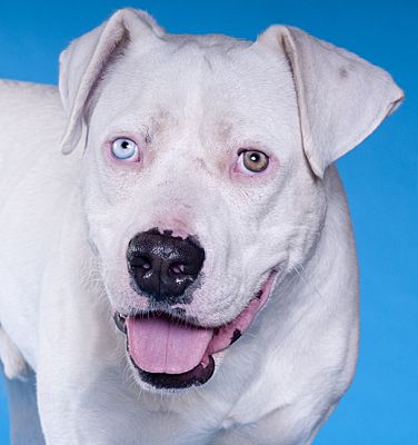 dogo argentino adoption