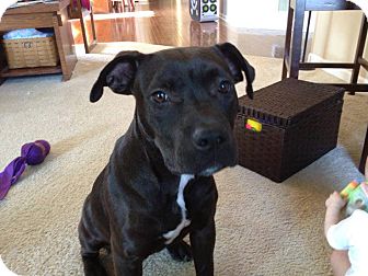 Cane Corso Pitbull Mix For Sale Goldenacresdogscom