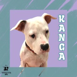 Thumbnail photo of Kanga #1