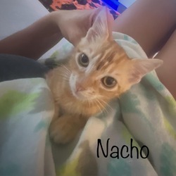 Thumbnail photo of Nacho #1