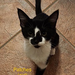 Thumbnail photo of Patches #1