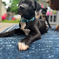 adopt a pet