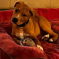 adopt a pet