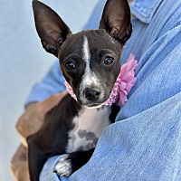 adopt a pet