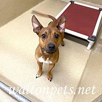 adopt a pet