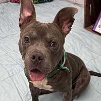 adopt a pet