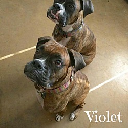 Thumbnail photo of Violet & Vienna #1