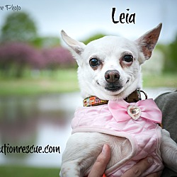 Thumbnail photo of Leia #1