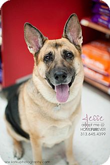 Detroit, Mi - German Shepherd Dog. Meet Jesse-adopted! A Pet For Adoption.