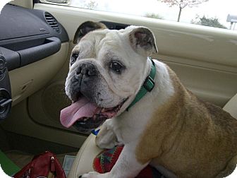 Salem Or English Bulldog Meet Jeremiah A Pet For Adoption Adoptapet Com Salem Or English Bulldog Meet Jeremiah A Pet For Adoption Adoptapet Com