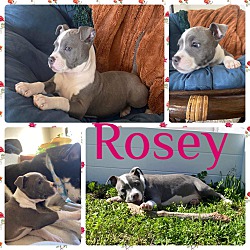 Photo of Rosey