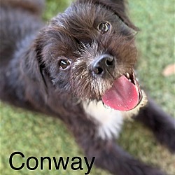 Photo of Conway