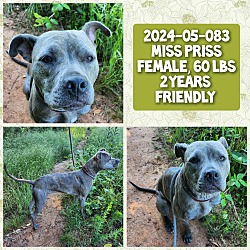 Photo of 2024-05-083 *Miss Priss*