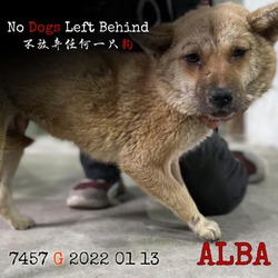 Thumbnail photo of Alba 7457 #1