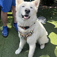 adopt a pet