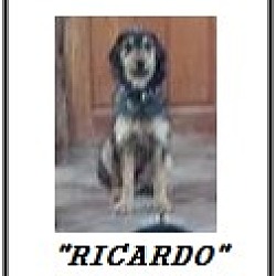 Thumbnail photo of Ricardo (in adoption process) #4