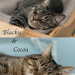 Thumbnail photo of Blackie& Cocoa- home 2/4/17 #1