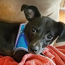 Chihuahua Puppies - Chihuahua Rescue and Adoption Near You