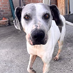 in the woods animal rescue