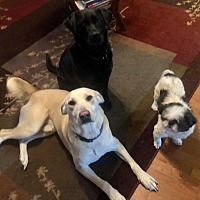 Southern Skies Labrador Rescue Adoption Inc Tn Chapter In Franklin Tennessee