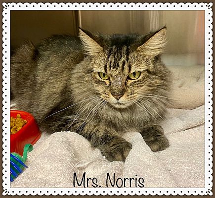 Marietta, GA - Maine Coon. Meet MRS. NORRIS a Pet for Adoption