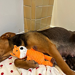 Thumbnail photo of Foxy & 9 Puppies #3